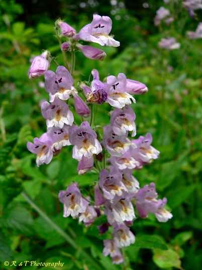 {Penstemon canescens}
